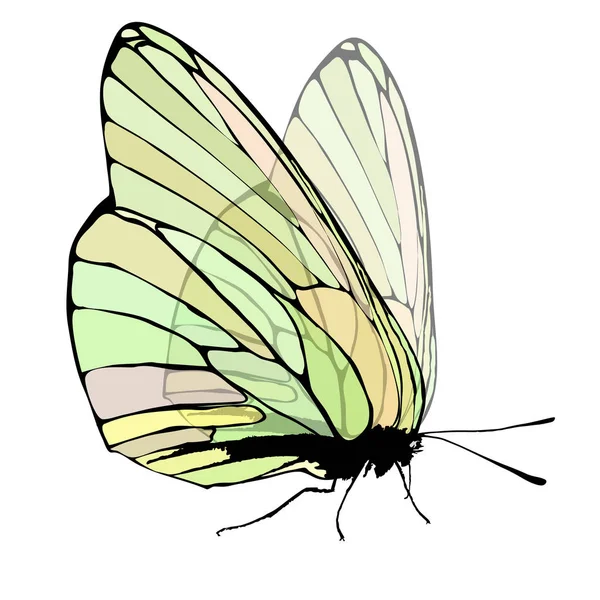 Mariposa alas transparentes verde — Vector de stock