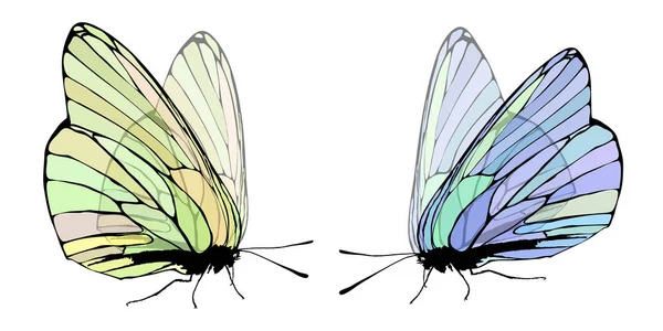 Dva motýli s transparentní křídla — Stockový vektor