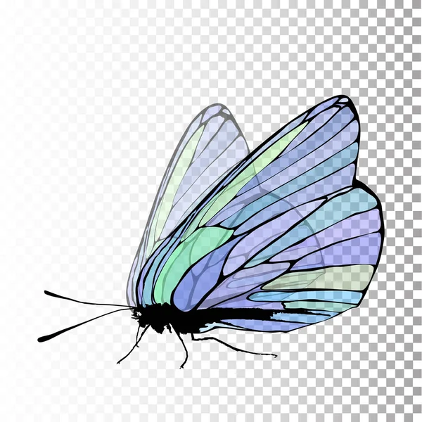 Mariposa. En un transparente — Archivo Imágenes Vectoriales