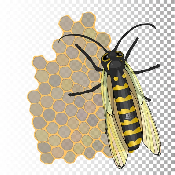 Abeja y miel en panales hexagonales — Archivo Imágenes Vectoriales