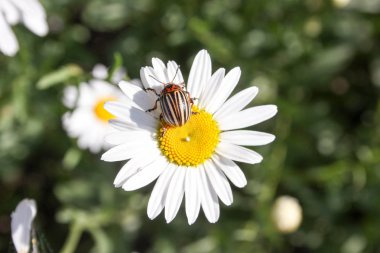 Bir böceği üzerinde bir papatya. Karşı