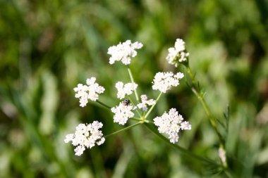 Beyaz çiçek. Bir arka plan üzerinde