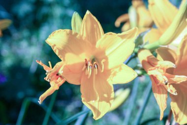 Çiçek sarı. Doğa