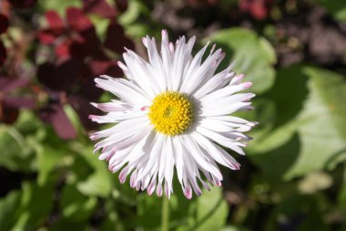 Beyaz çiçek. doğa. Fotoğraf
