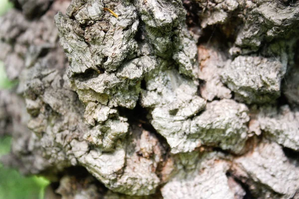 Crescimento na árvore. Casca — Fotografia de Stock