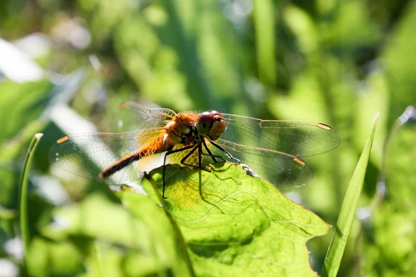 Una libélula naranja sobre una brizna de hierba — Foto de Stock