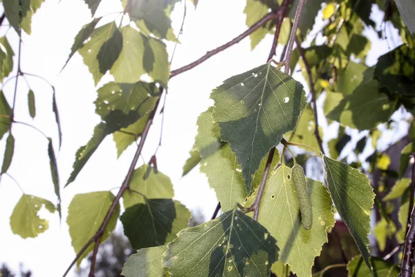 Bladeren van berk. Een vertakte boom — Stockfoto