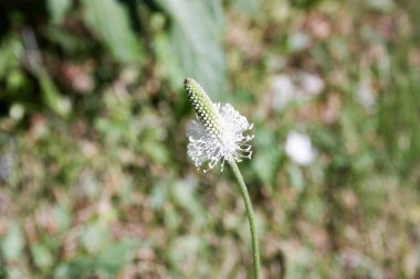 Olağandışı çiçek. Beyaz