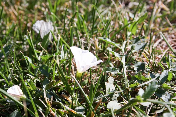 A whitewhite flower — Stock Photo, Image