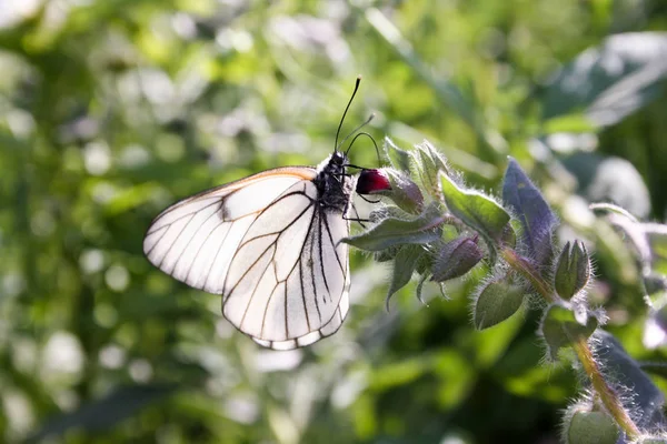 La farfalla è bianca con ali di porpora trasparente — Foto Stock