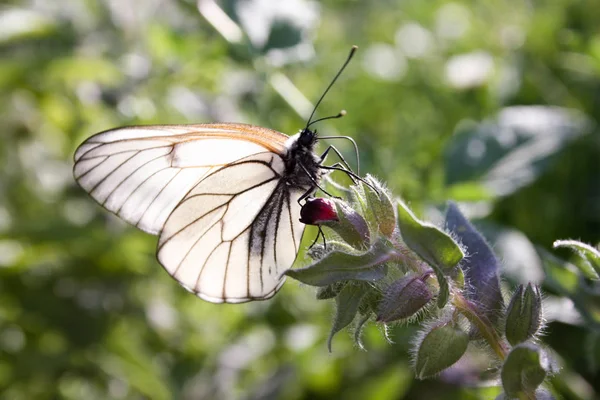 Una farfalla tiene le zampe dietro un fiore — Foto Stock