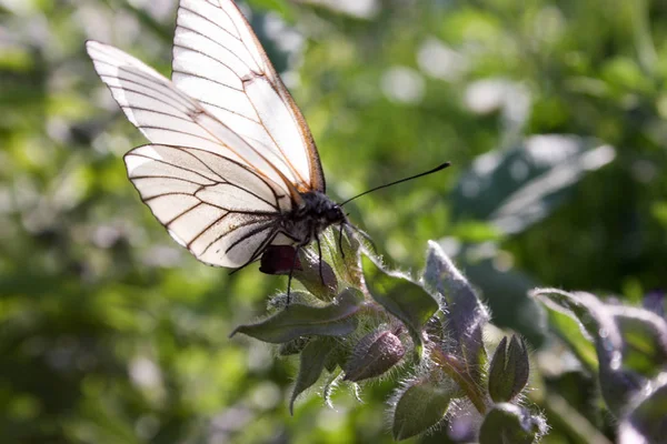 Una farfalla sta mangiando un fiore. Foto — Foto Stock