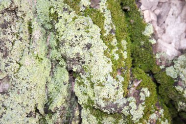 Yosun yeşili ile ağacı