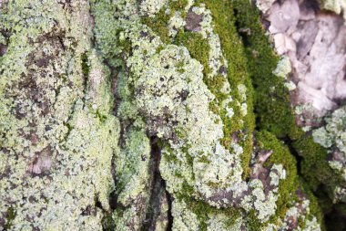 Yosun yeşili ile ağacı. Yatay