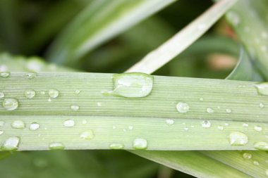 Bir damla yağmur yeşil bir bıçak çimen