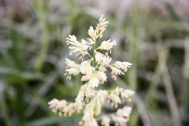 Buğday bıçaklar. Doğa yaz