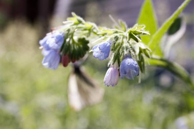Mavi çiçek çan. Doğa yaz