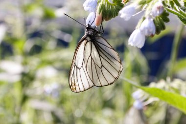 Çiçek mavi çan kelebek