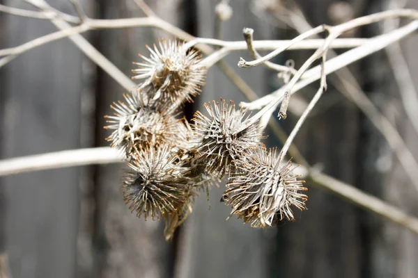 Spine secche. Natura vegetale — Foto Stock