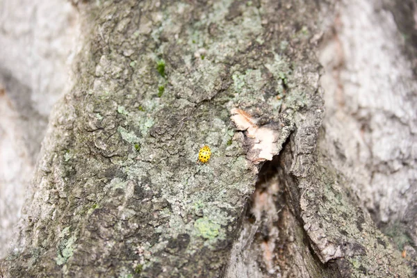 Uma árvore com musgo e um amarelo — Fotografia de Stock
