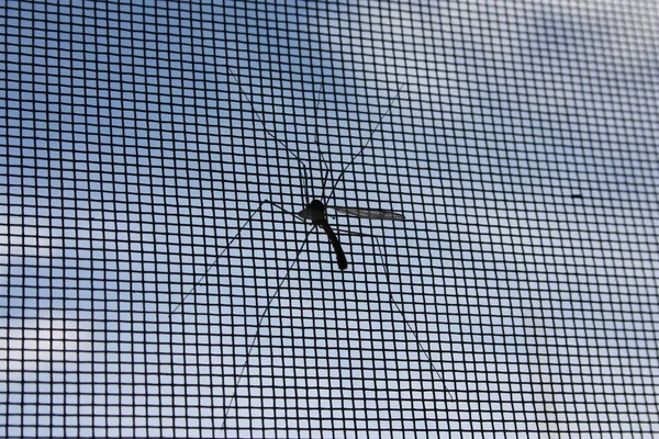 Mosquito in het venster. Foto — Stockfoto