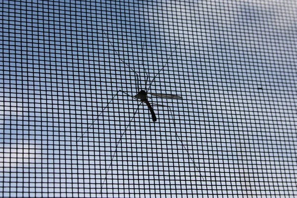 Mosquito en la ventana. Foto: — Foto de Stock