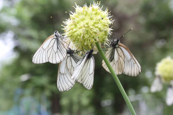 Le farfalle sono bianche su un fiore leggero globulare — Foto Stock