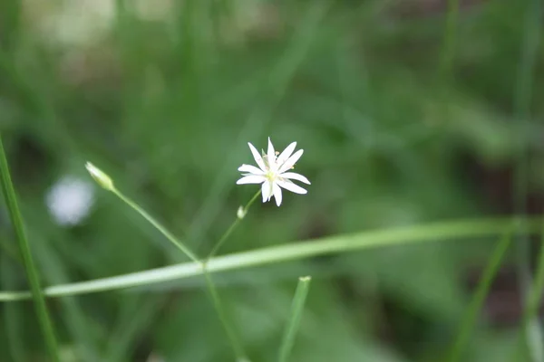 Blomma vit liten bland tunna gräs — Stockfoto