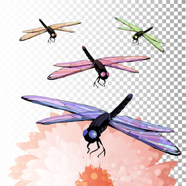 Dragonflies on a flower. Summer — Stock Vector