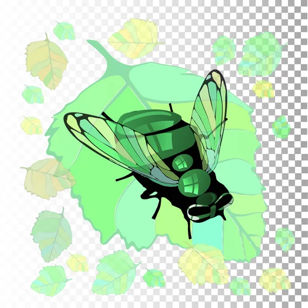 Eine Fliege auf einem Birkenblatt. auf einem isolierten — Stockvektor