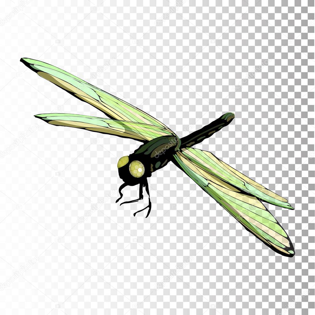 Dragonfly green on white isolated