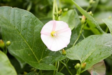 Loach çiçek. Fotoğraf