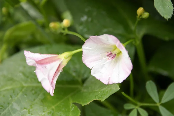 Loach flower. Two buds opening — Stock Photo, Image