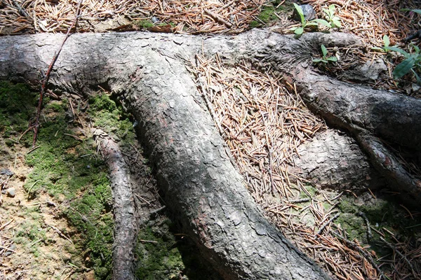 Verão de raízes de árvore. Fundo natural — Fotografia de Stock