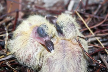 Bir yuvada bir güvercin yuvası