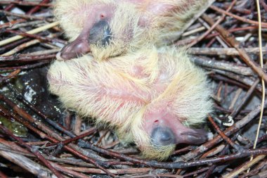 Bebek güvercin. Dallar üzerinde bir yuvadaki uyku