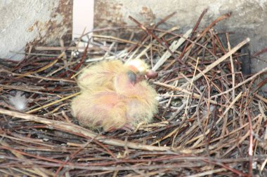 Güvercin piliçler. İki parçalı. Fotoğraf