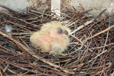 Güvercin piliçler. İki adet
