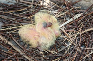 Güvercin piliçler. İki adet