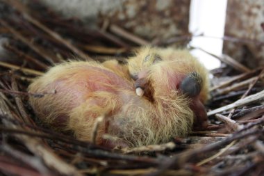 Güvercin piliçler. İki adet
