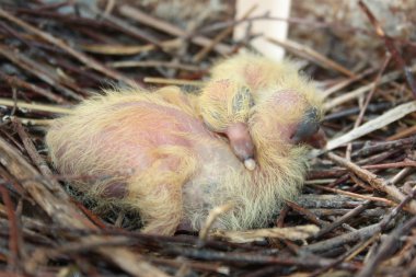 Güvercin piliçler. İki parça. Bir yuvada