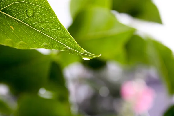 Een druppel water op een groen blad — Stockfoto