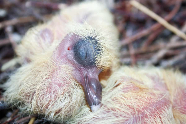 Taubenbaby. schläft im Nest. Foto für — Stockfoto