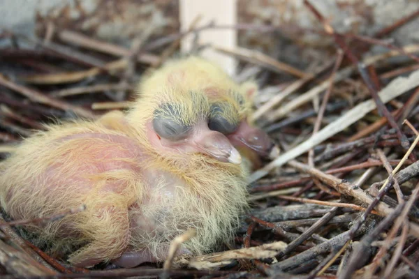 Küken der Taube. Zwei Stücke. in einem Nest aus Ästen — Stockfoto