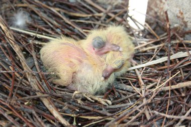 Güvercin piliçler. İki adet