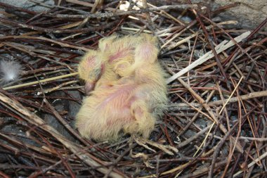 Güvercin piliçler. İki parça. Bir yuvada