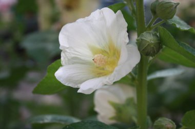 Beyaz tomurcuk açık çiçek