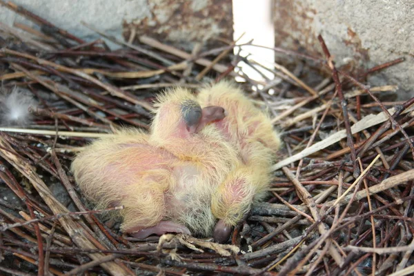 Güvercin piliçler. İki parça. Bir yuvada
