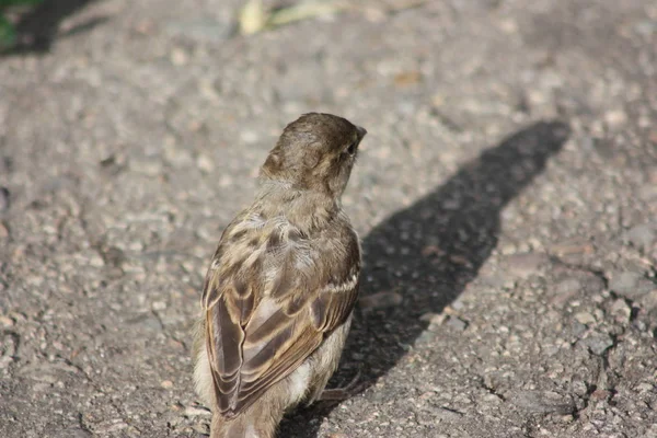 Spatz reitet auf dem Bürgersteig — Stockfoto