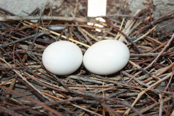 Filhote de pombo. Dois ovos de pombo — Fotografia de Stock